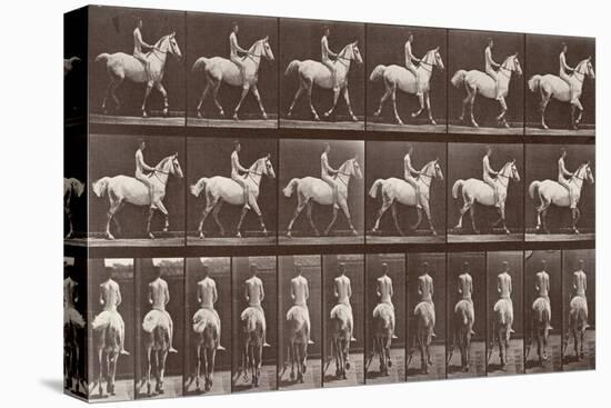 Album sur la décompostion du mouvement : "Animal locomotion  :Saut d'obstacle, cheval blanc-Eadweard Muybridge-Premier Image Canvas