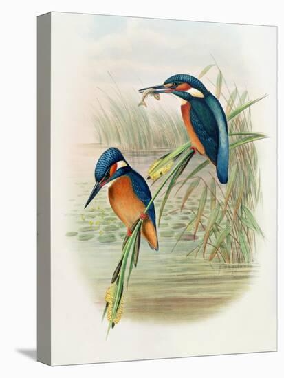 Alcedo Ispida, Plate from 'The Birds of Great Britain' by John Gould, Published 1862-73-William Hart and John Gould-Premier Image Canvas