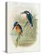 Alcedo Ispida, Plate from 'The Birds of Great Britain' by John Gould, Published 1862-73-William Hart and John Gould-Premier Image Canvas