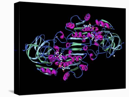 Alcohol Dehydrogenase, Molecular Model-Dr. Mark J.-Premier Image Canvas