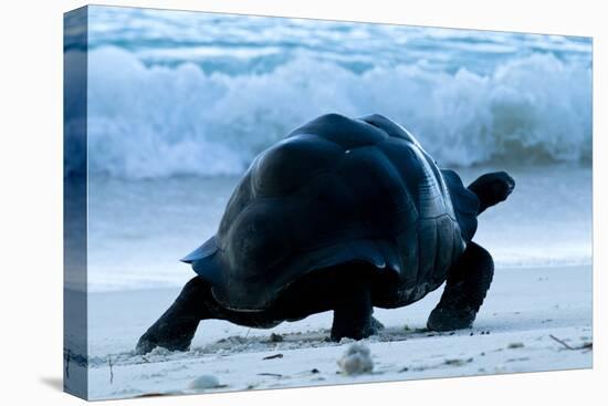 Aldabra Giant Tortoise (Geochelone Gigantea) Walking Along The Sea Shore, Aldabra Atoll, Seychelles-Cheryl-Samantha Owen-Premier Image Canvas