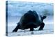 Aldabra Giant Tortoise (Geochelone Gigantea) Walking Along The Sea Shore, Aldabra Atoll, Seychelles-Cheryl-Samantha Owen-Premier Image Canvas