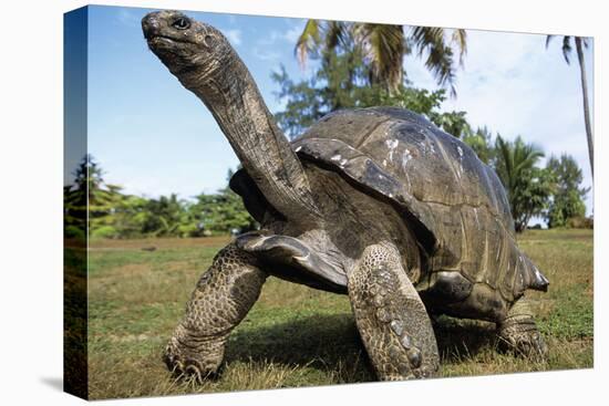 Aldabra Giant Tortoise-null-Premier Image Canvas