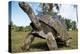 Aldabra Giant Tortoise-null-Premier Image Canvas