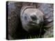 Aldabra Tortoise, Native to Aldabra Island, Near Seychelles-Adam Jones-Premier Image Canvas