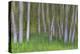 Alder Forest II-Kathy Mahan-Premier Image Canvas