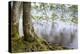 Alder Trees over Lake Crescent, Olympic National Park, Washington, USA-Jaynes Gallery-Premier Image Canvas