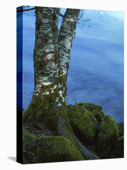 Alder Trunk along the McKenzie River, Willamette National Forest, Oregon, USA-Charles Gurche-Premier Image Canvas