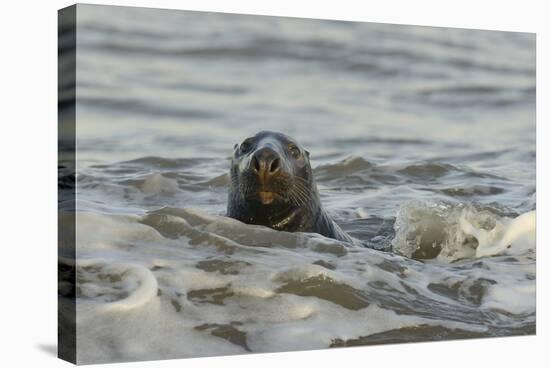 Alert Grey Seal (Halichoerus Grypus) Spy Hopping at the Crest of a Wave to Look Ashore-Nick Upton-Premier Image Canvas