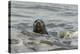 Alert Grey Seal (Halichoerus Grypus) Spy Hopping at the Crest of a Wave to Look Ashore-Nick Upton-Premier Image Canvas