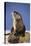 Alert River Otter-DLILLC-Premier Image Canvas