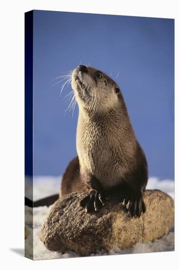 Alert River Otter-DLILLC-Premier Image Canvas