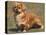 Alert Tibetan Spaniel Portrait-Adriano Bacchella-Premier Image Canvas