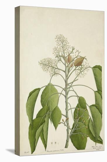 Aleurites Moluccana Willd, 1800-10-null-Premier Image Canvas