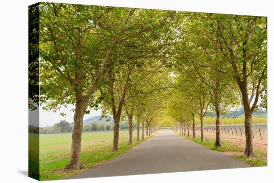 Alexander Valley Trees-Richard Wong-Premier Image Canvas