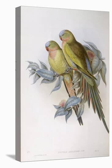 Alexandra's Parrot (Polytelis Alexandrae)-John Gould-Premier Image Canvas