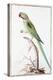 Alexandrine Parakeet-Nicolas Robert-Premier Image Canvas