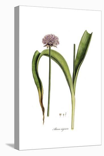 Alium nigrum, Flora Graeca-Ferdinand Bauer-Premier Image Canvas