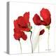 All Red Poppies II-Lanie Loreth-Stretched Canvas