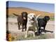 All Three Colors of Labrador Retrievers Standing on Dirt Road, Antelope Valley in California, USA-Zandria Muench Beraldo-Premier Image Canvas