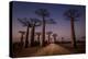 Allace des Baobabs-Marco Tagliarino-Premier Image Canvas