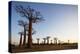 Allee de Baobab (Adansonia), at sunrise, western area, Madagascar, Africa-Christian Kober-Premier Image Canvas