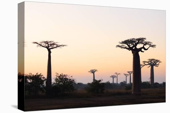 Allee de Baobab (Adansonia), at sunrise, western area, Madagascar, Africa-Christian Kober-Premier Image Canvas