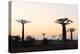 Allee de Baobab (Adansonia), at sunrise, western area, Madagascar, Africa-Christian Kober-Premier Image Canvas