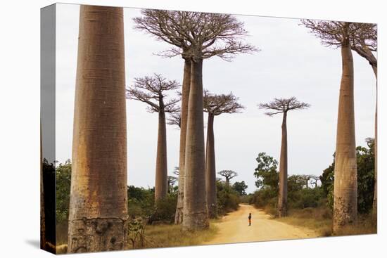 Allee de Baobab (Adansonia), western area, Madagascar, Africa-Christian Kober-Premier Image Canvas