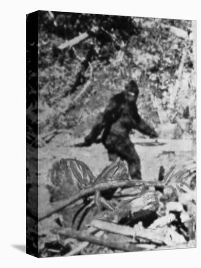 Alleged Photo of Bigfoot-Bettmann-Premier Image Canvas