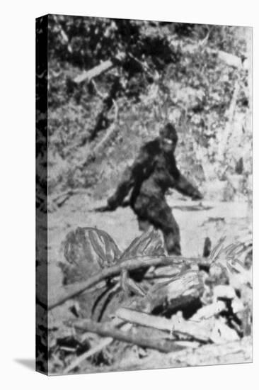 Alleged Photo of Bigfoot-Bettmann-Premier Image Canvas