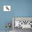 Allen's Hummingbird (Selasphorus Sasin), Birds-Encyclopaedia Britannica-Stretched Canvas displayed on a wall