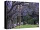 Alley with jacaranda trees in park Plaza Intendente Seeber. Buenos Aires, capital of Argentina.-Martin Zwick-Premier Image Canvas
