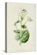 Alliaria Officinalis-F Edward Hulme-Stretched Canvas