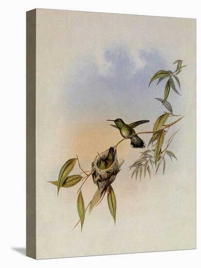 Allied Emerald, Thaumatias Affinis-John Gould-Premier Image Canvas