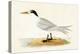 Allied Tern, Illustration from 'A History of the Birds of Europe Not Observed in the British Isles'-English-Premier Image Canvas