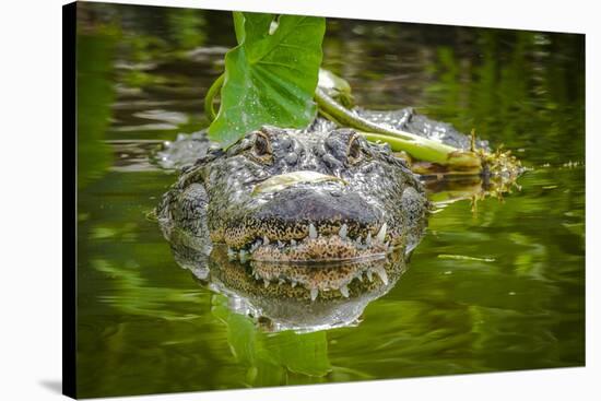 Alligator 2-Dennis Goodman-Premier Image Canvas