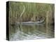 Alligator, Anhinga Trail, Everglades National Park, Florida, USA-Fraser Hall-Premier Image Canvas