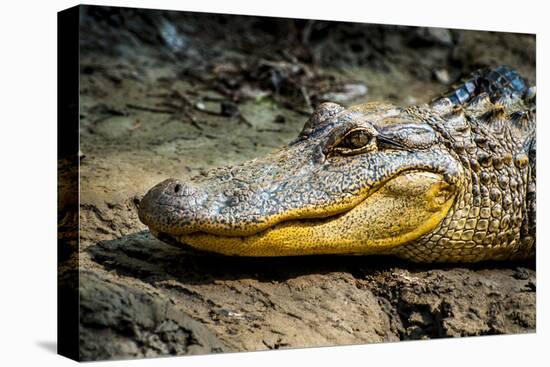 Alligator, Atchafalaya Basin Area, Louisiana, USA-Alison Jones-Premier Image Canvas