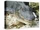 Alligator, Everglades National Park, Florida, USA-Ethel Davies-Premier Image Canvas