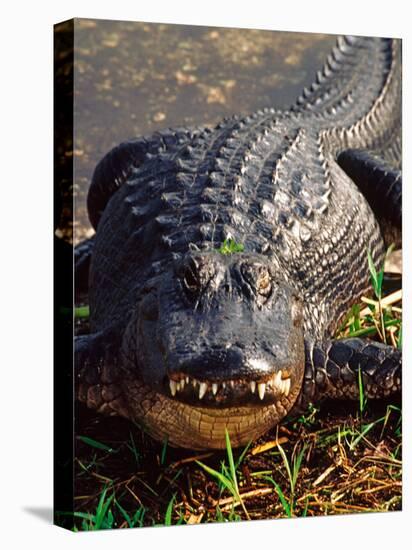 Alligator, Everglades National Park, Florida, USA-Charles Sleicher-Premier Image Canvas