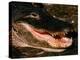 Alligator, Everglades National Park, Florida, USA-Charles Sleicher-Premier Image Canvas