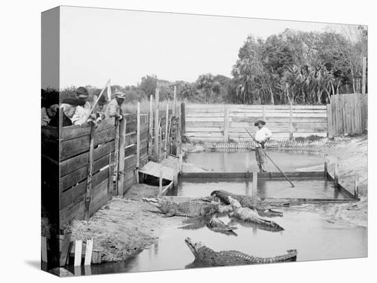Alligator Joe and His Pets, Palm Beach, Fla.-null-Stretched Canvas
