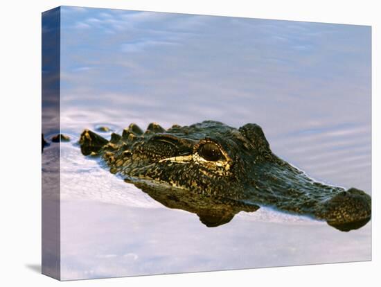 Alligator Lying in Wait for Prey, Ding Darling NWR, Sanibel Island, Florida, USA-Charles Sleicher-Premier Image Canvas