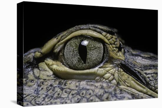 Alligator Mississippiensis (American Alligator) - Eye-Paul Starosta-Premier Image Canvas