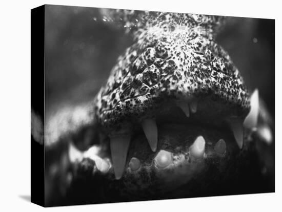 Alligator Teeth-Henry Horenstein-Premier Image Canvas