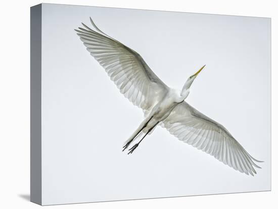 Alligator Zoo, St. Augustine, Florida. Great Egret in Flight-Rona Schwarz-Premier Image Canvas