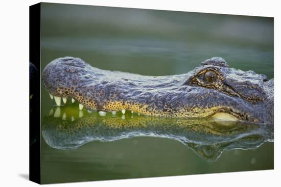 Alligator-DLILLC-Premier Image Canvas