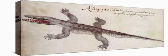 Alligator-John White-Premier Image Canvas