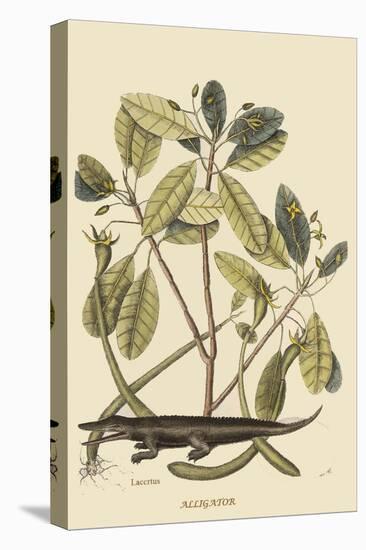 Alligator-Mark Catesby-Stretched Canvas